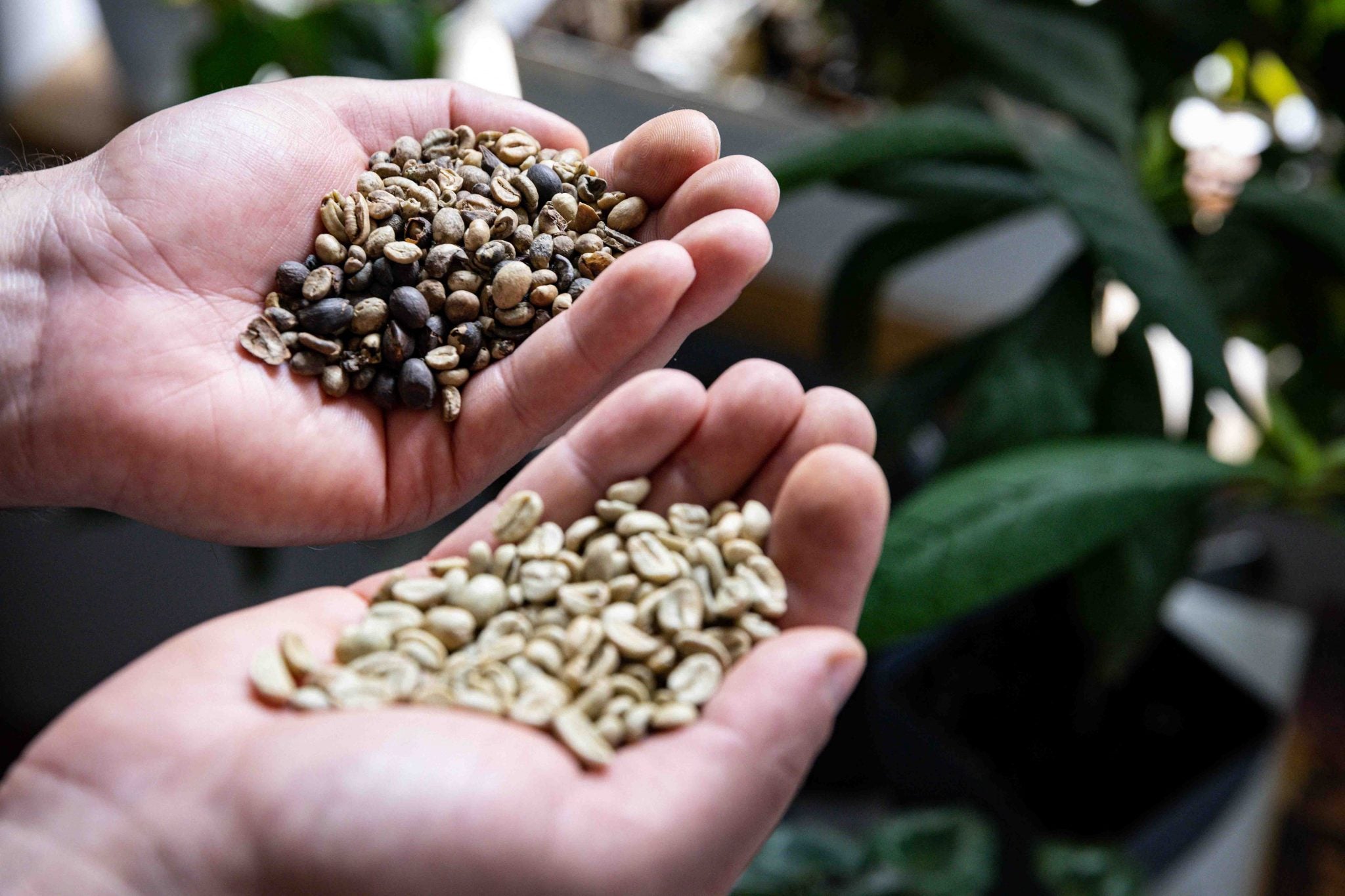 Jakość kawy ma znaczenie