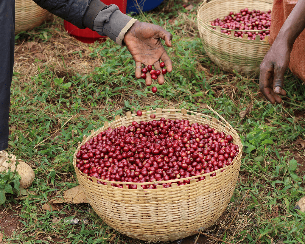 Ten o odmianach kawy