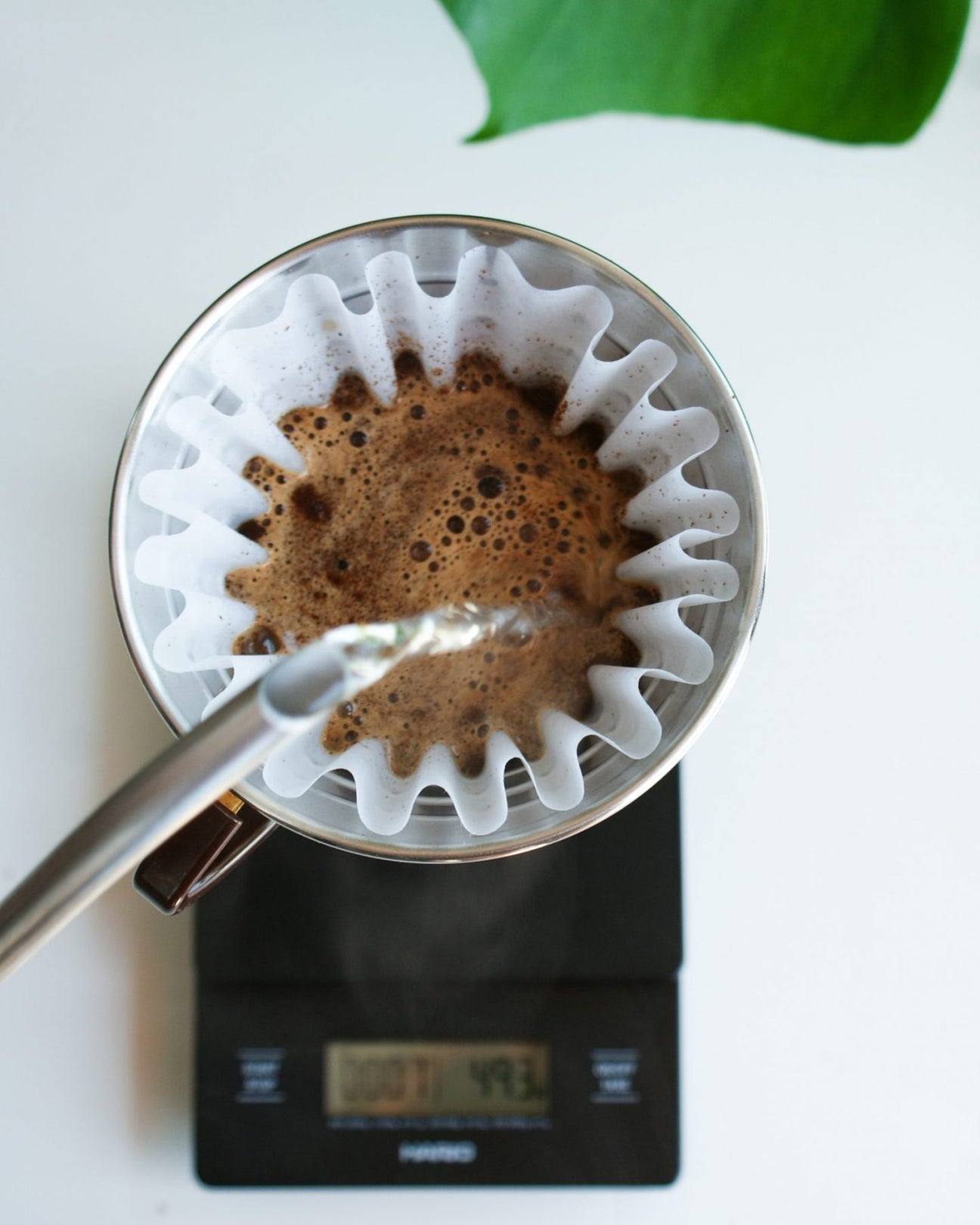 kawa - kaffe 2009 - coffee plant