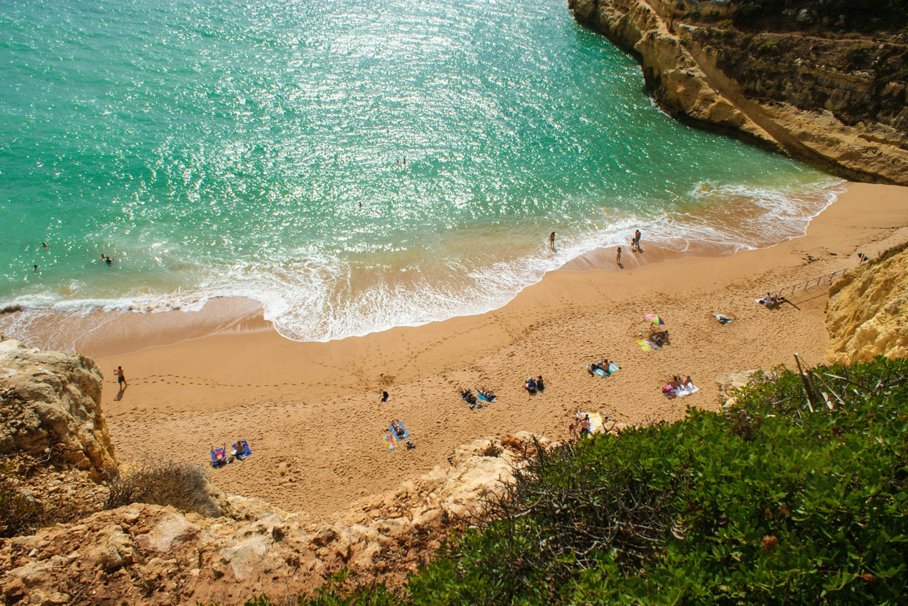 kawa - portugalia - coffee plant