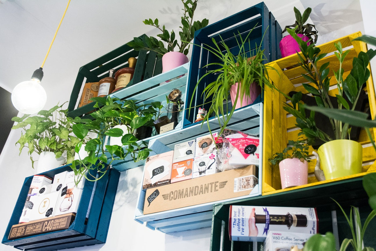 kawa - coffee plant - prezent dla kawosza