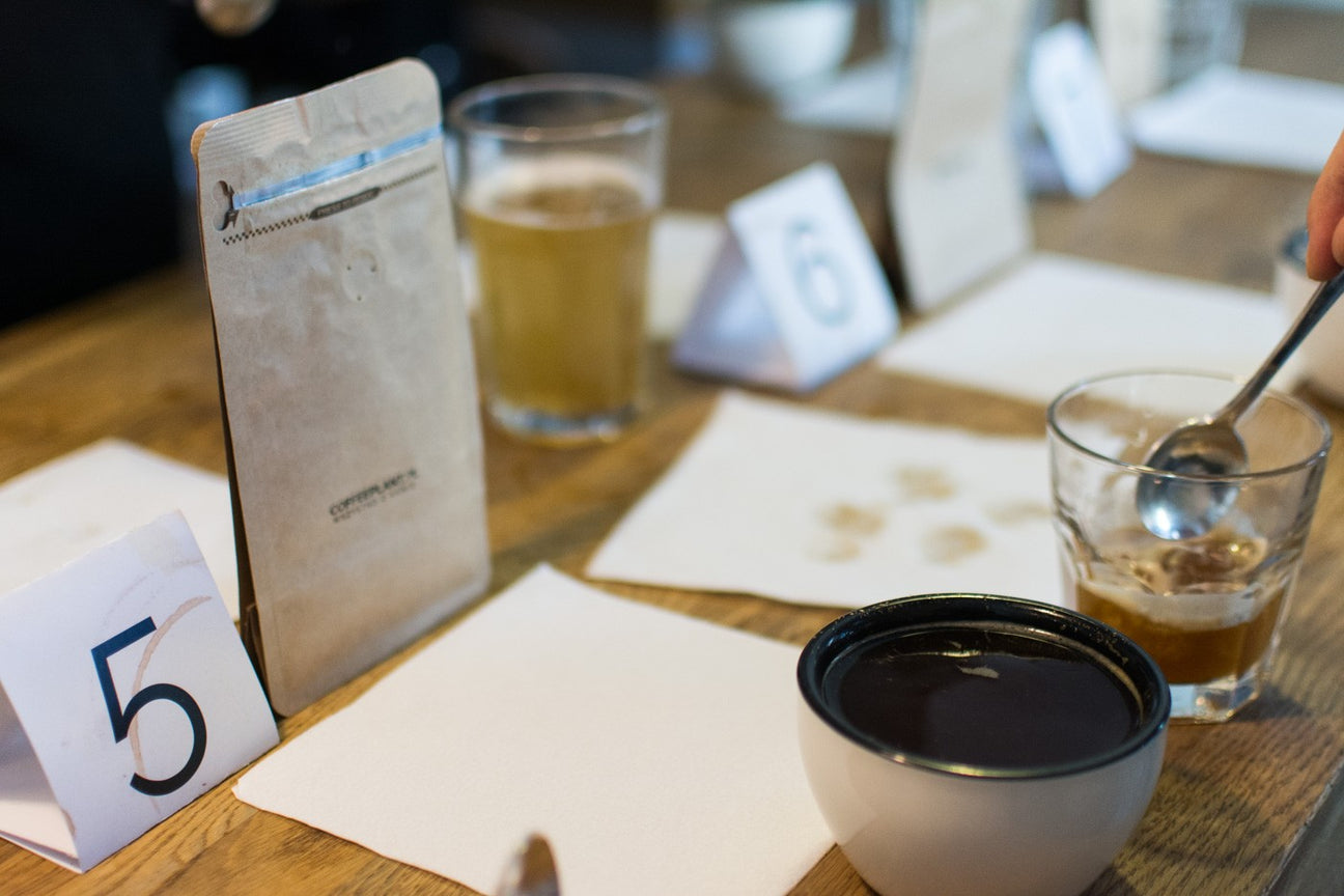 kawa - coffee plant - cupping - palarnie kawy