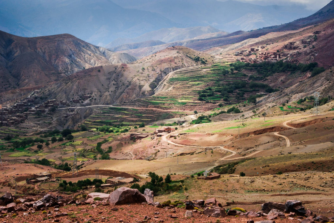 kawa w maroko - kawa - coffee plant
