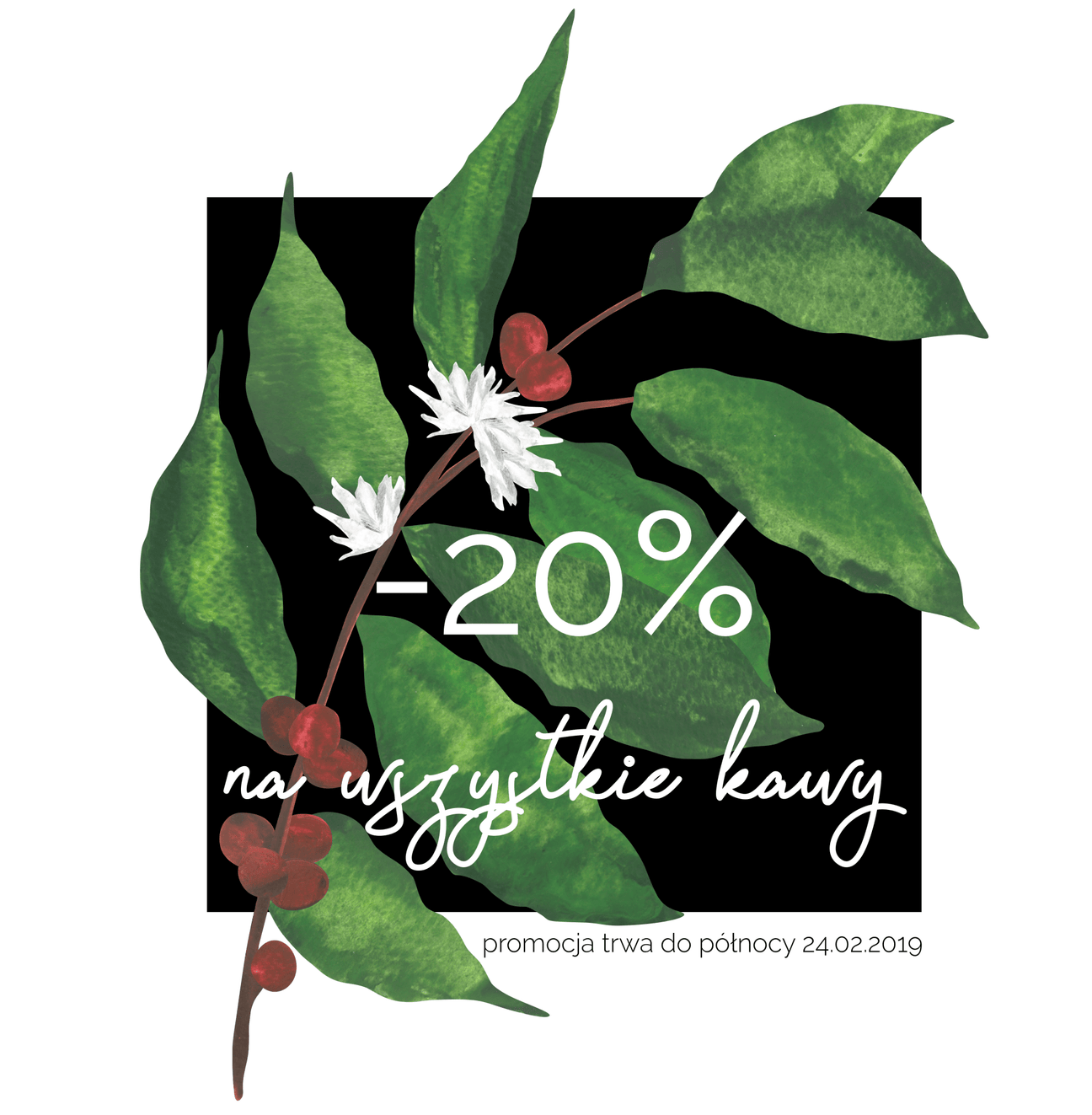 promocja - coffee plant - kawa