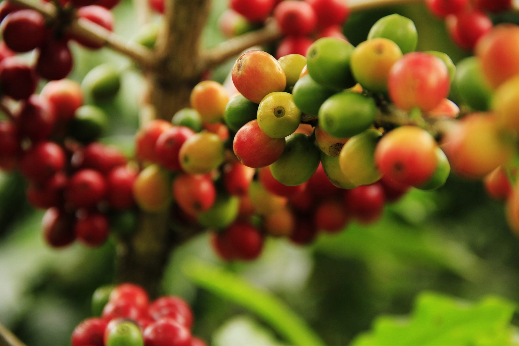 Kawa - robusta - arabica - coffee plant