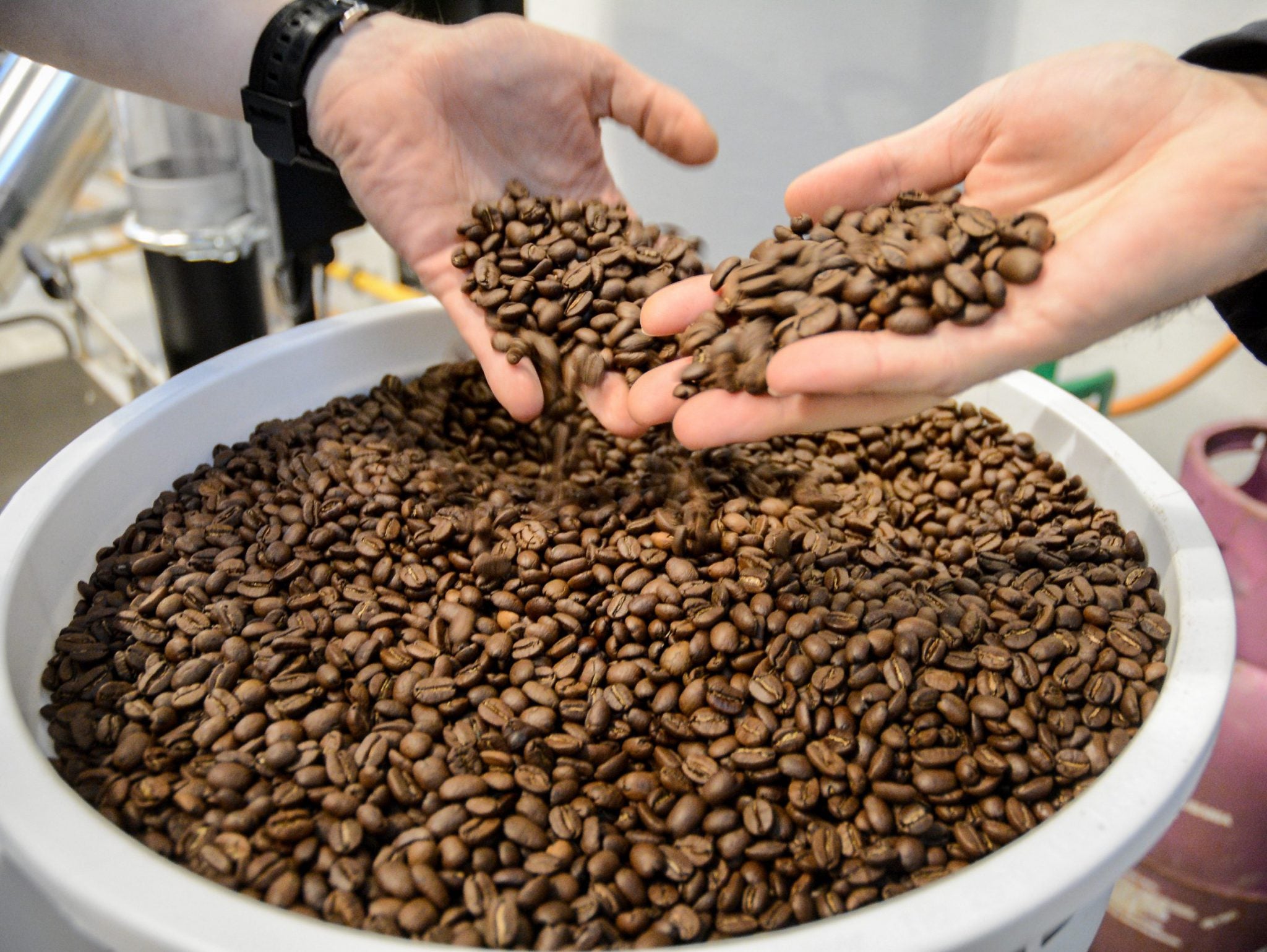 hard beans - kawa - coffee plant