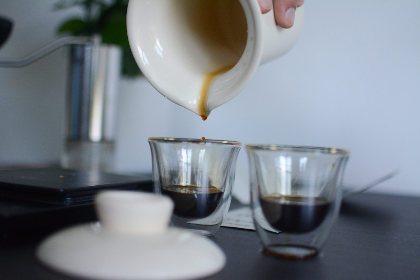 slowpresso - kawa - coffee plant